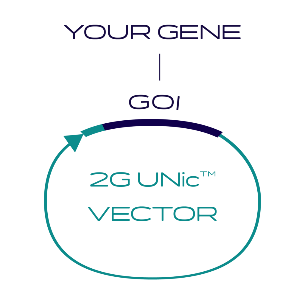 2GUNic vector with client gene of interest inserted