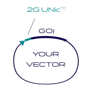 Client vector with 2GUNic transcription element and client gene of interest inserted